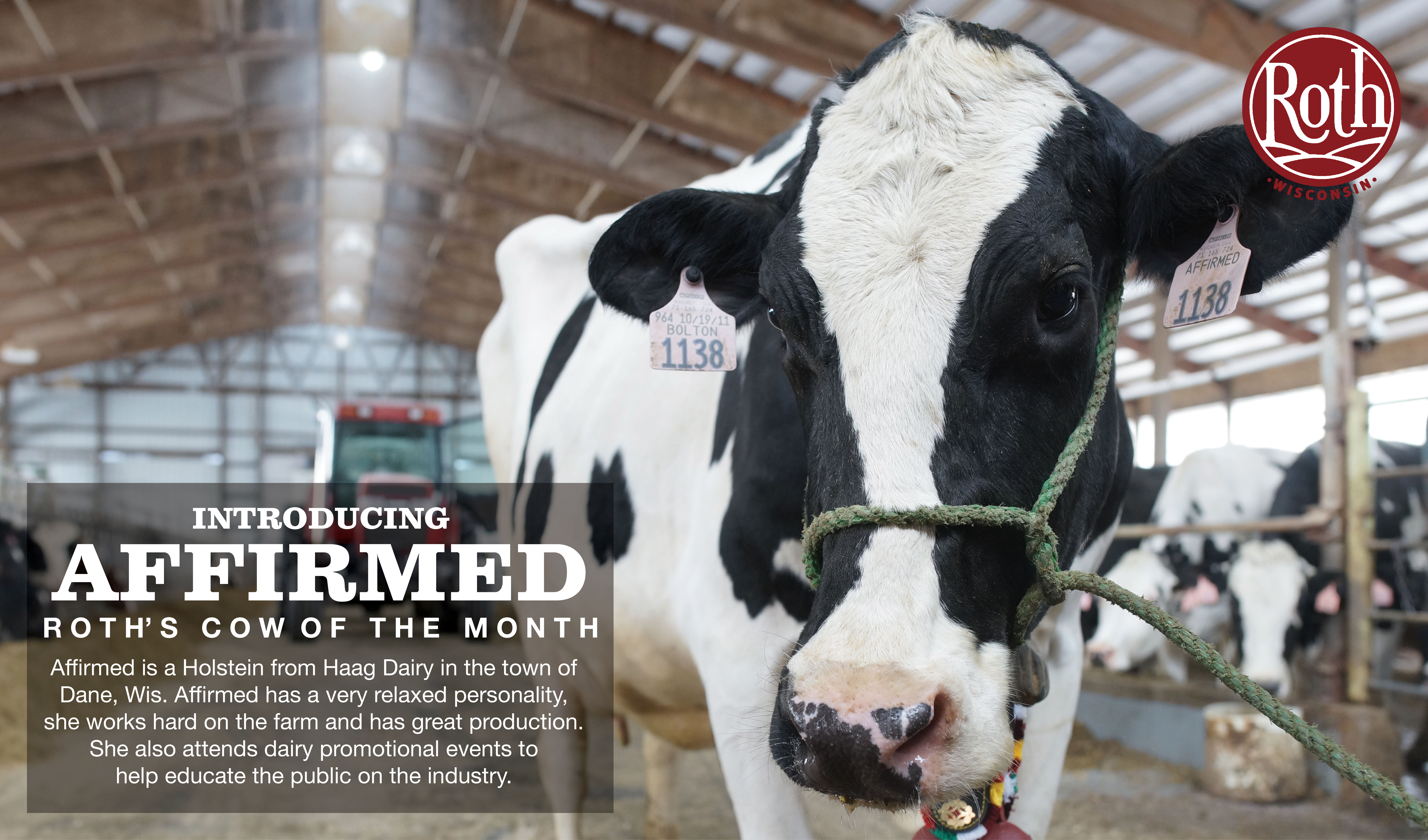 Affirmed: Roth Cheese's Cow of the Month. Find him at Haad Dairy Farm in Dane, Wisconsin